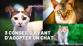 Ce qu'il faut savoir avant d'adopter un chat en 3 points ❤