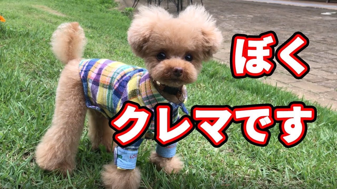 クレマのお散歩 紹介動画 ティーカッププードル トイプードル Teacup Poodle 癒しの犬動画