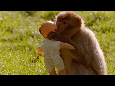 What is a monkeys favourite toy? - Horizon: Is your Brain Male or Female - BBC Two