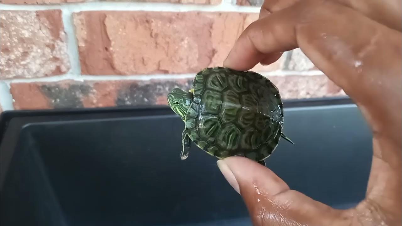 20 Gallon Long Turtle Tank Setup YouTube