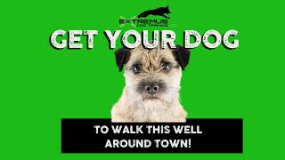 BORDER TERRIER DOG TRAINING IN TOWN
