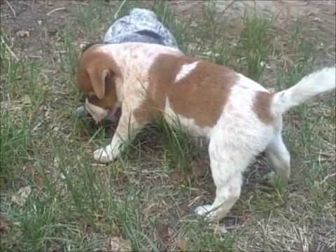 jack russell heeler mix