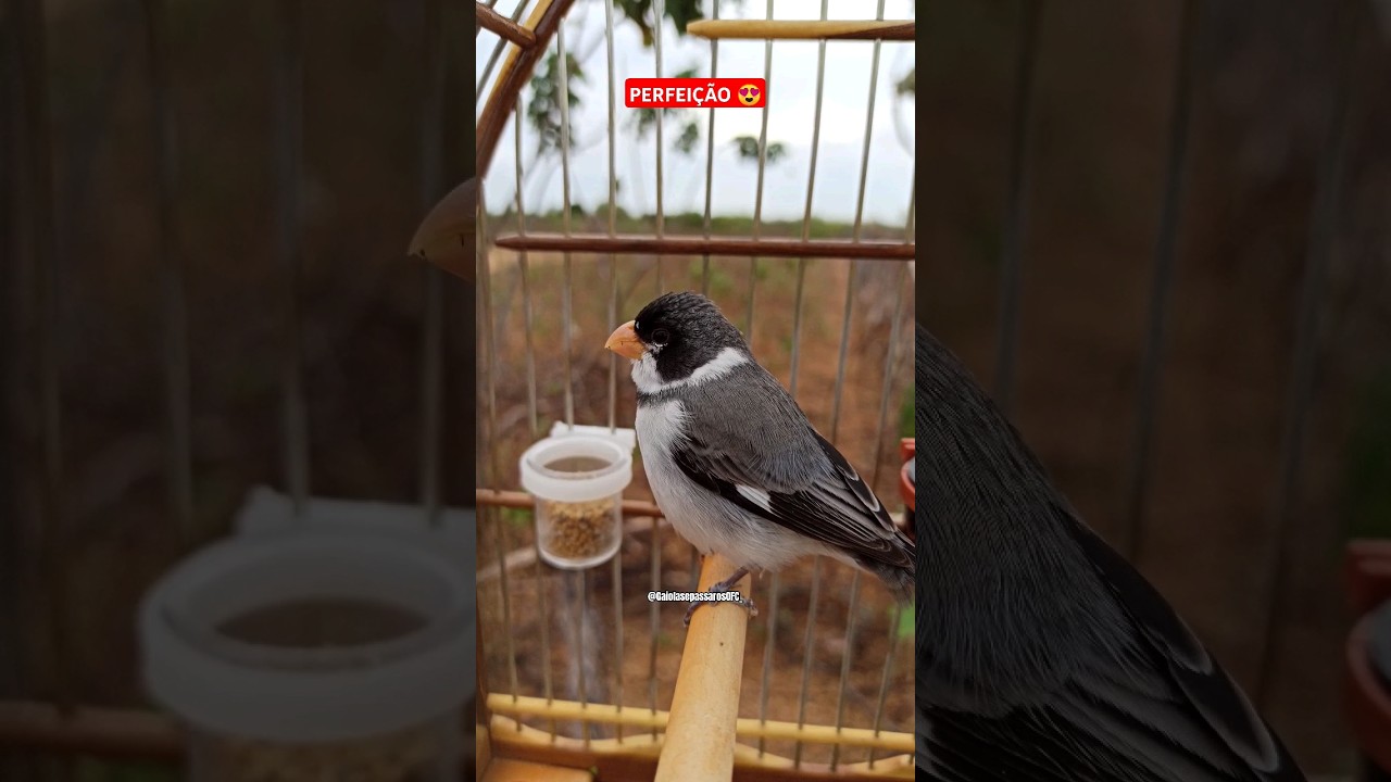 Golinha melodia 😍 