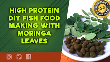 HIGH PROTEIN DIY FISH FOOD MAKING WITH MORINGA LEAVES PART II