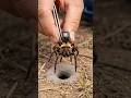 Trapdoor Spider Burrow POV 🕷️ | Real Underground LED Camera #shortvideo #viral #shorts