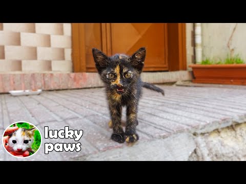 Chimera Stray Kitten Trying to Survive - Day 2 (Kitten Care) Lucky Paws