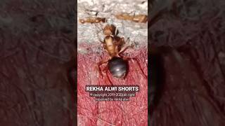 penampakan raja semut rangrang #ants