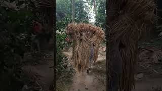 Possible Rain So Farmers Busy For Collecting There Paddy Crops 19th December 2025