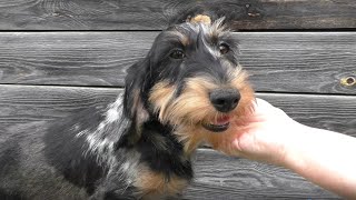 Wirehaired dachshund miniature (Такса ж/ш мини) ЗвениДакс Кайса