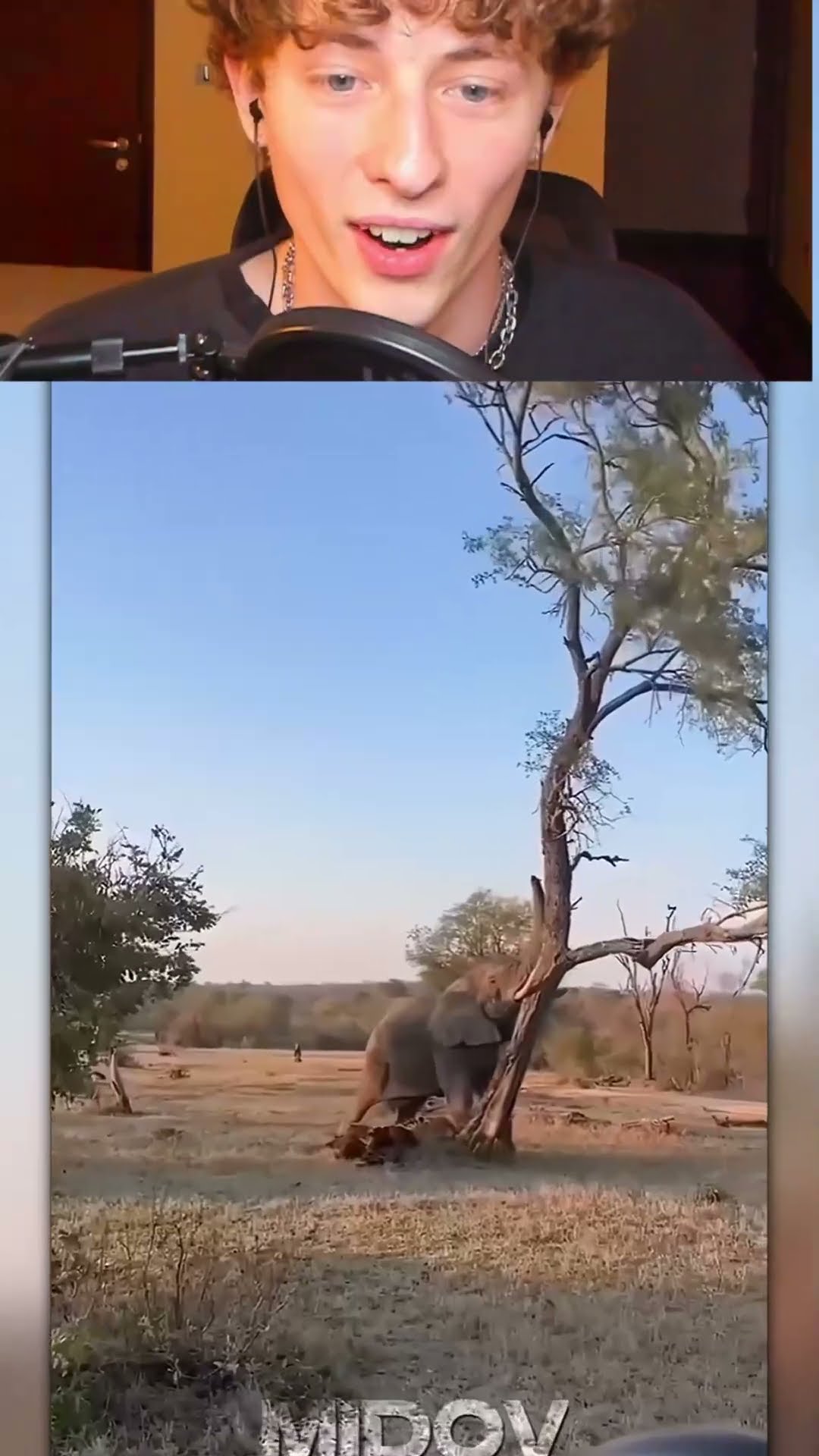 RETO de FUERZA animal vs humano