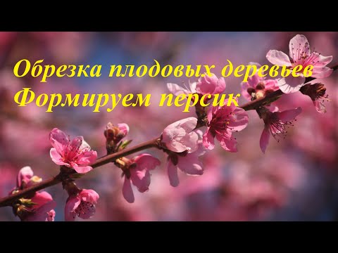 #190 Правильная обрезка персика/2-й год после посадки/pruning a peach for the 2th year