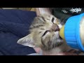 子ネコ、にゃん太さんほ乳に一生懸命　#子ネコ #子ネコミルク　#保護猫