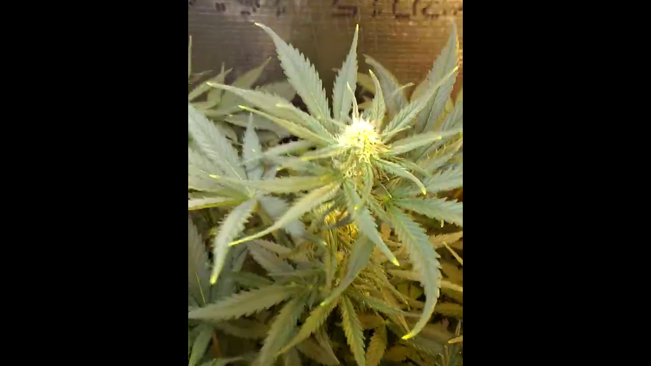 Gsc day 42!! Autoflower