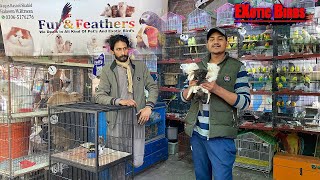 Fur and Feathers Birds market Faisalabad