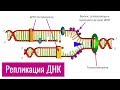 Репликация ДНК | самое простое объяснение