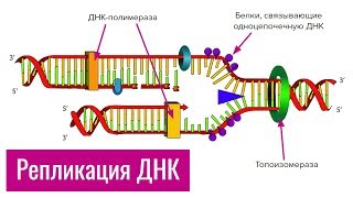 Репликация ДНК | самое простое объяснение