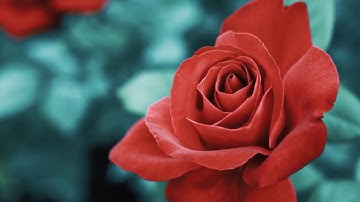 ١٠/قل من بيده ملكوت كل شيء / مقطع قران قصير تلاوة خاشعة رائعة بصوت الشيخ يوسف العيدروس