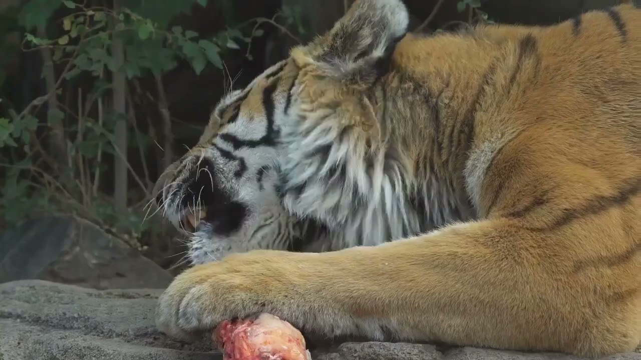 The Majestic Journey of Bengal Tigers 5 1