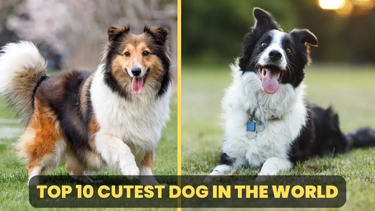 Top 10 Smartest Dogs in the World Intelligent Dog Breeds YouTube
