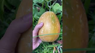 Ripe cucumis melo #organicfarming #rurallife #organicgardening #shorts