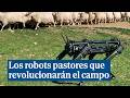 Así son los robots perro para cuidar y guiar ganado: "Podrían trabajar 24 horas todos los días"