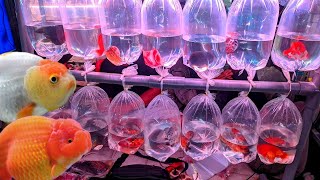 Download Lagu REVIEW KOLEKSI TERBARU IKAN HIAS KOKI RANCHU SAPI MUTIARA. LAGI TURUN HARGA.