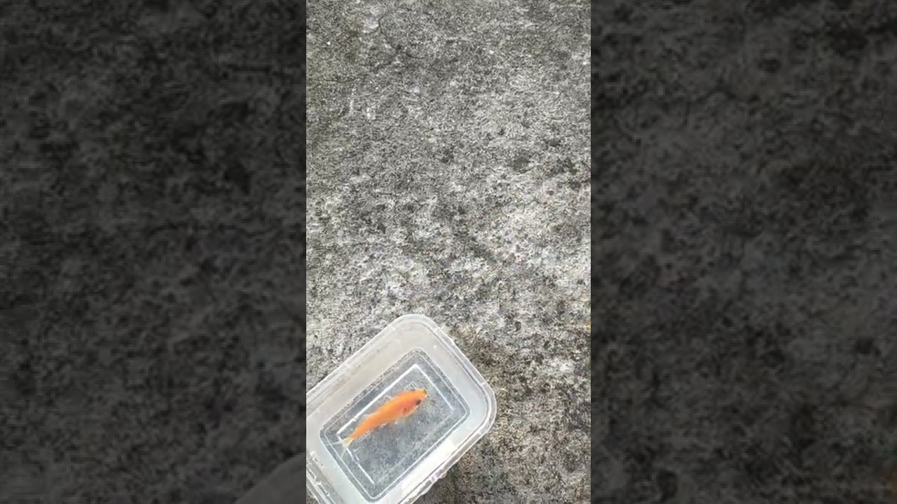 cara merawat buffy fish owl dari baru menetas (part2)