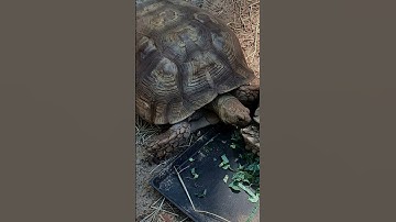 Meet one of Florida’s most fascinating residents—the gopher tortoise. 🌿