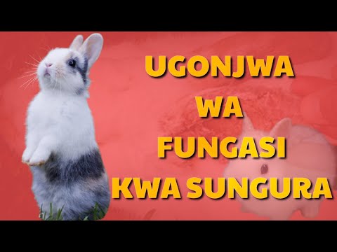 Video: Jinsi Ya Kutibu Pua Kwenye Sungura