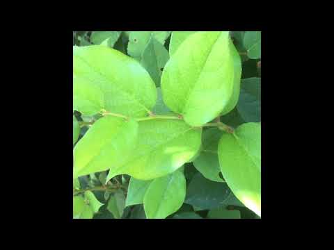 Video: Co je to rostlina Salal – přečtěte si o péči o rostlinu Salal