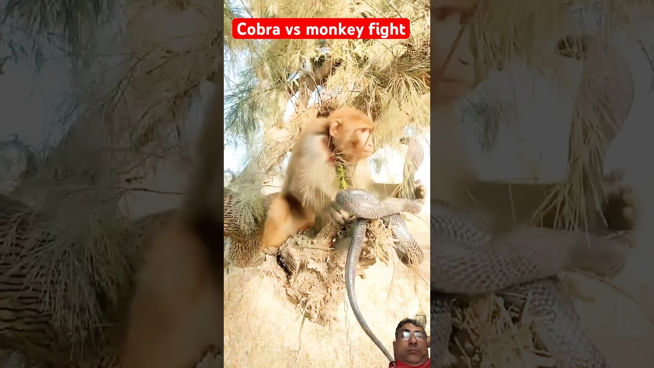 Monkey vs cobra fight 😳/