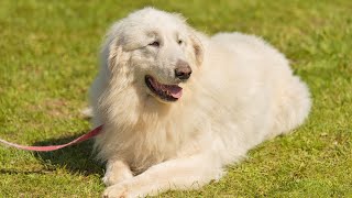 Adapting to City Life: How Great Pyrenees Dogs Thrive