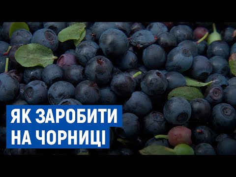 Чорниці – як спосіб заробітку: на Чернігівщині розпочався сезон лісових ягід