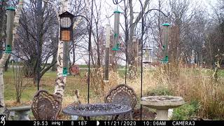 Red-bellied woodpecker, House sparrows, House finches, and Carolina chickadee IMG 0013 1