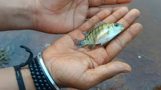 Fishing Video 🐠 मछली पकड़ने का देसी जुगाड 🐟 Fish Catching 🎣