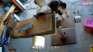 삼색이네 Cat Tower를 사볼까 하다가 만들어 보았다