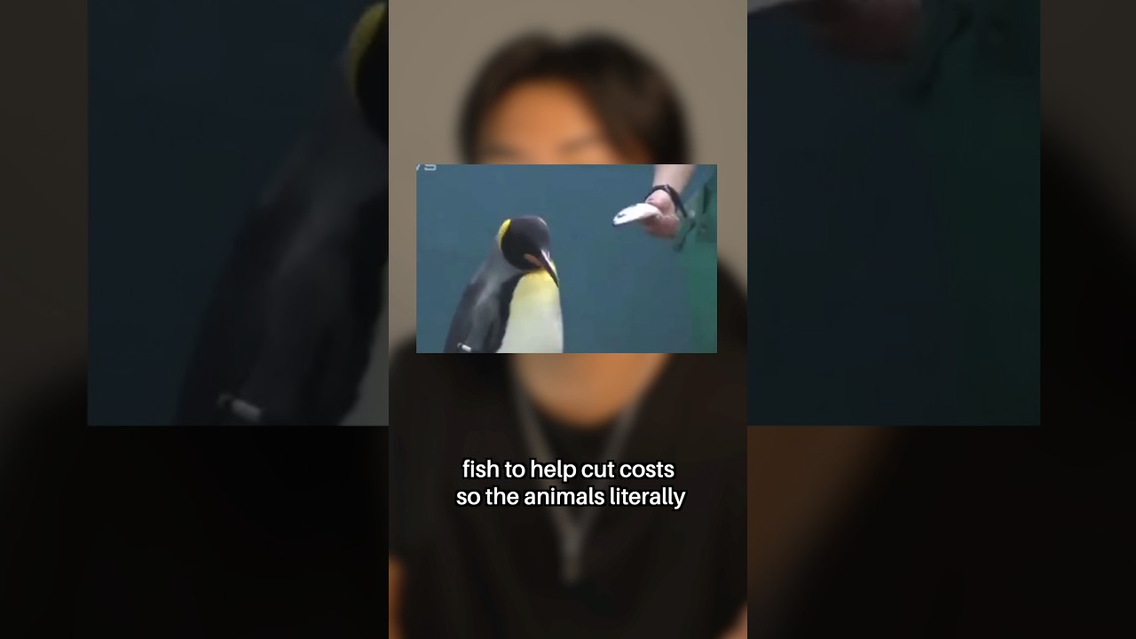 The Penguins Went On Strike 😭