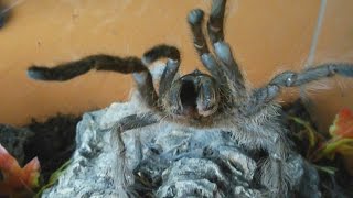 Very rare aggressive HISSING tarantula (Monocentropus lambertoni) [Inferion7] Net Worth
