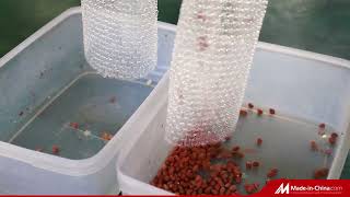 Color Sorter For Peanut