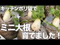 【収穫動画】キッチンポリ袋でミニ大根に挑戦したらすごく楽しかった！#袋栽培#水耕栽培 #家庭菜園 #大根 #料理 #ダイソー種 #屋外栽培 #100均 #キッチンポリ袋