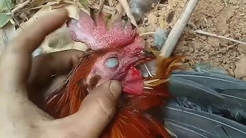 tag kis no dib qaib qus tuaj zoo heev