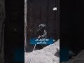 إسرائيل تعثر على جثة محمد السنوار