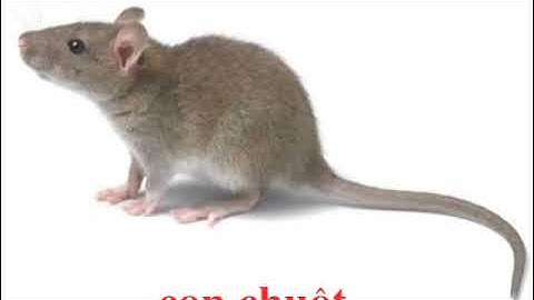 Tiếng kêu và hình ảnh con chuột 1  The sound and picture of mouse   sound and picture of mouse