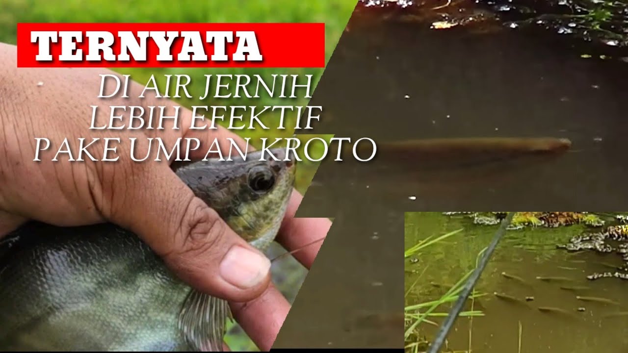 TERBUKTI‼️UMPAN KROTO PALING JOSS MANCING SEPAT SIAM JUMBO DI SPOT AQUARIUM-AIR JERNIH
