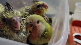 Baby Love Bird  going to his new Home | #lovebirds #cockatiel by Alis Flock 94 views 1 year ago 1 minute, 30 seconds