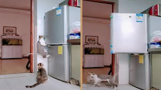 Two Cats Steal Food From The Refrigerator