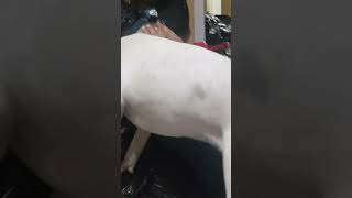 This is how affectionate Pitbulls  are Normally... unless you trained them to be Bad. #pitbull