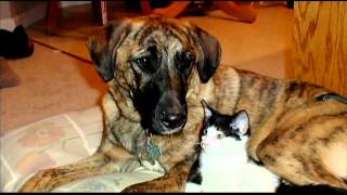 FDA Seeks Pet Owner Help On Dangerous Jerky Treats