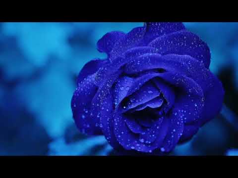 Роберт Адамс 136 Духовная жизнь это не ложе из роз NikOsho