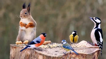 Cat TV: Squirrels, Birds, and More: Nature Fun for All (10 hours Cat & Do TV)